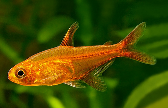 Ember Tetra