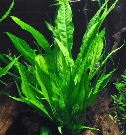 Java Fern