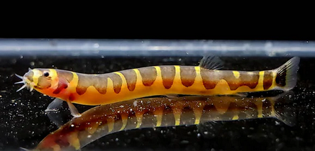 Kuhli Loach
