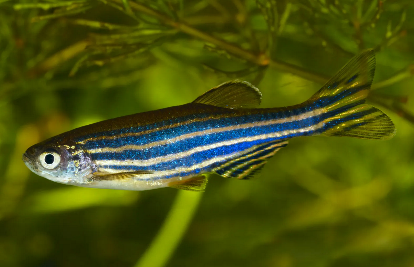 Zebra Danio