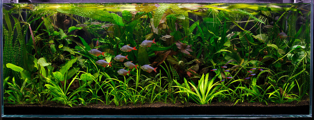 Complete Setup (Click On Full Details, Bottom Right)