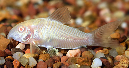 Albino Corydoras