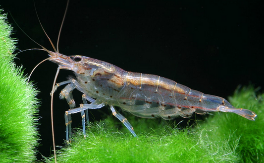 Amano Shrimp