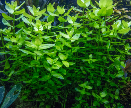 Bacopa Caroliniana