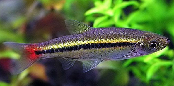 Brilliant Tetra/Rasbora