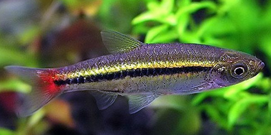 Brilliant Tetra/Rasbora