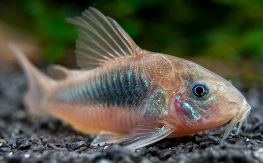 Bronze Corydoras