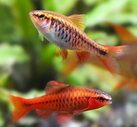 Cherry Barb