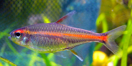Glowlight Tetra