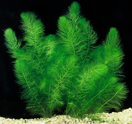 Green Foxtail
