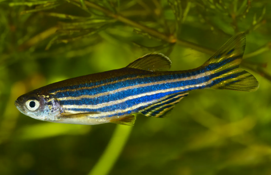 Zebra Danio