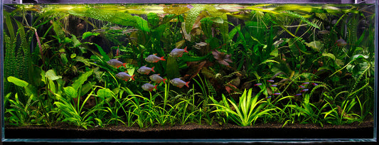 55 Gallon Freshwater Aquarium (Standard)